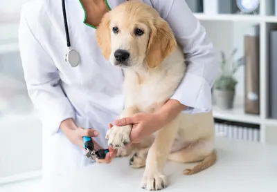 Gabinet Weterynaryjny Dorota Florysiak